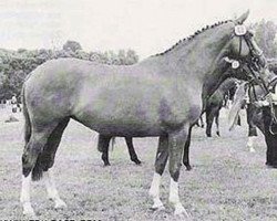 broodmare Marcia II (Trakehner, 1977, from Vincent)