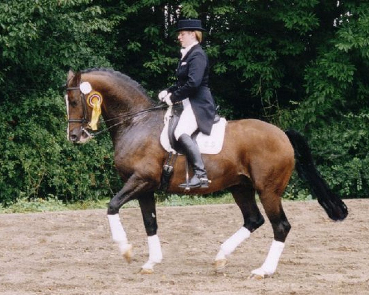 Deckhengst Manrico (Trakehner, 1992, von Gipsy King)