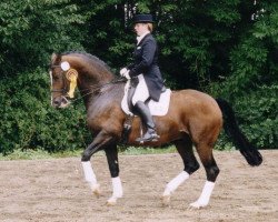 stallion Manrico (Trakehner, 1992, from Gipsy King)