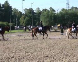 dressage horse Pretty Girl S (Westphalian, 2007, from Peking)