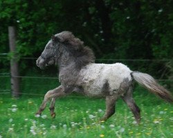 broodmare Elke van de Heimeriete (Nederlands Appaloosa Pony,  , from Fresco van Masnon)