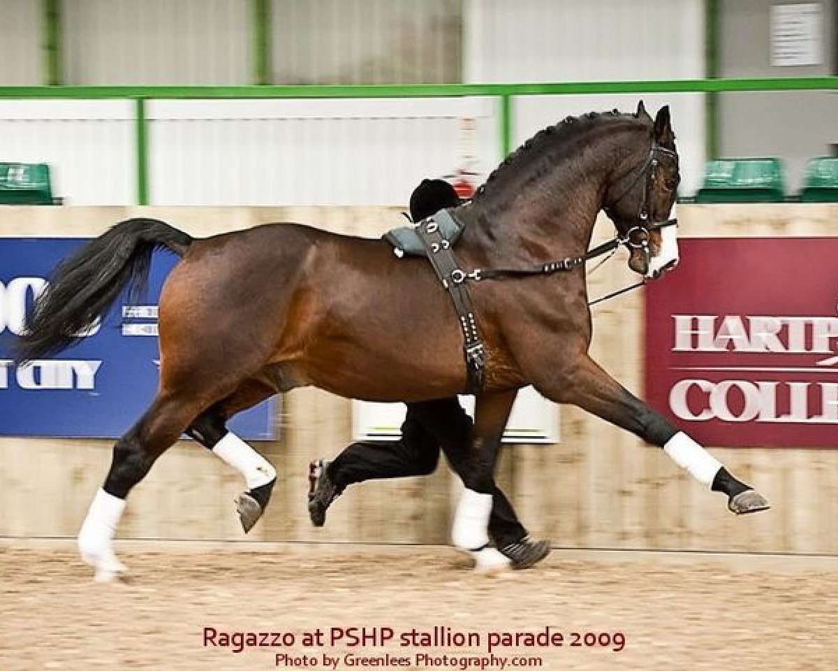 Deckhengst Ragazzo (Rheinländer, 1987, von Raphael)