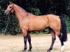 stallion Rebel Z II (Hanoverian, 1985, from Ramiro Z)