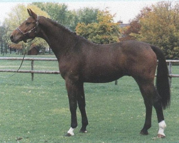 stallion Rabiat Z (Hanoverian, 1990, from Rebel Z II)