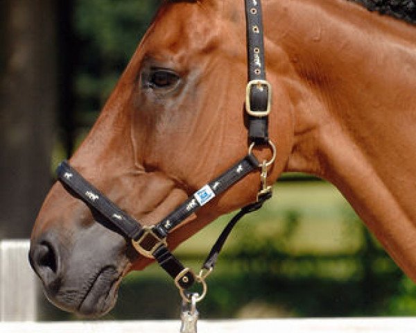 broodmare Roxan M Z (unknown, 1996, from Rabiat Z)