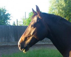 horse Manolito (German Riding Pony, 2004, from Marco Polo)