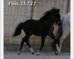 horse Vico vom Rindergraben (Shetland Pony, 2012, from Vulkan vom Melkweg)