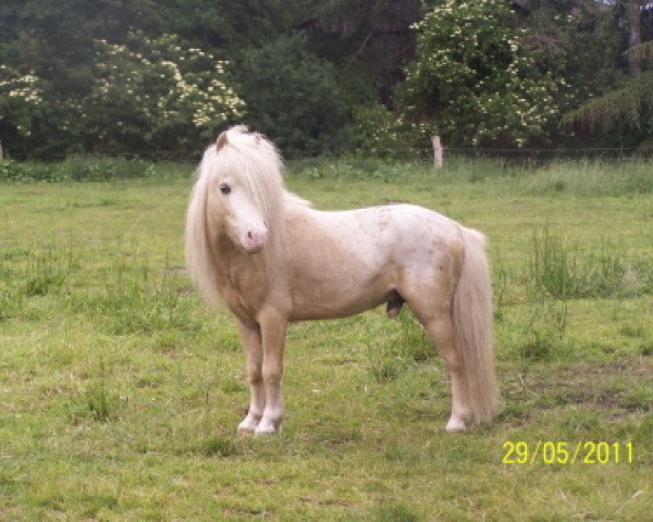 stallion A Confetti Kiss (Nederlands Mini Paarden, 2005, from Ali Baba vom Shettyhof)