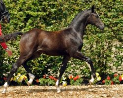 dressage horse Die Rose (Westphalian, 2012, from den Haag 12)