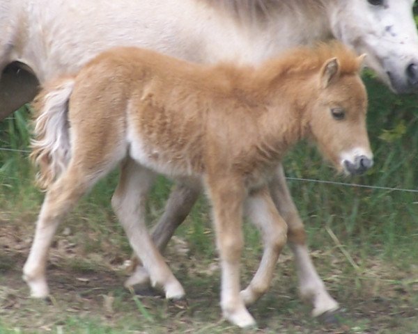 Springpferd Vincent vom Rindergraben (Dt.Part-bred Shetland Pony, 2011, von Vulkan vom Melkweg)