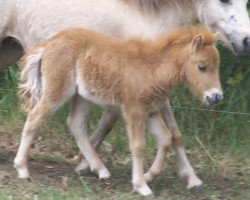 horse Vincent vom Rindergraben (Dt.Part-bred Shetland Pony, 2011, from Vulkan vom Melkweg)