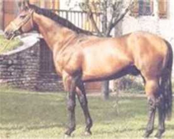 stallion If De Merze (Selle Français, 1974, from Verdi xx)