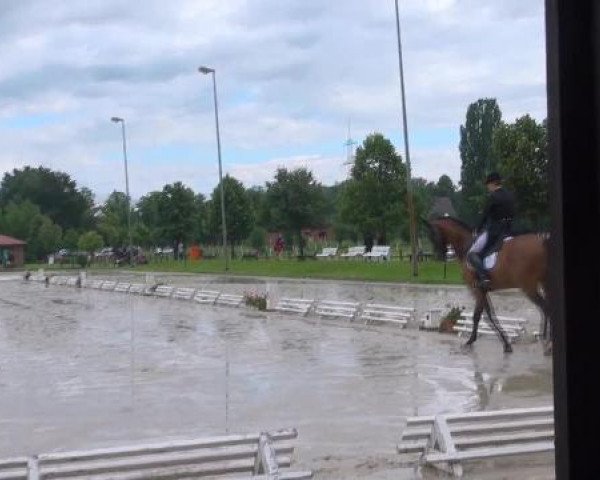 Springpferd Figo 36 (Rheinländer, 2004, von Fidermark)