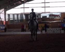 dressage horse Rosenstolz 24 (Hanoverian, 2000, from Royal Diamond)