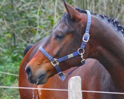 Pferd Royal Blends Cartier (Hannoveraner, 2007, von Royal Blend)