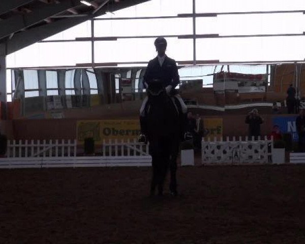 Dressurpferd Ruwina 3 (Schweizer Warmblut, 2006, von Rubin Cortes OLD)