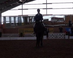 Dressurpferd Ruwina 3 (Schweizer Warmblut, 2006, von Rubin Cortes OLD)