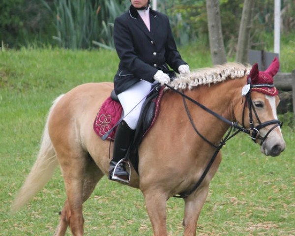 Zuchtstute Conny 361 (Haflinger, 2007, von Argentino)