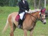 broodmare Conny 361 (Haflinger, 2007, from Argentino)