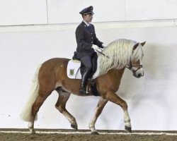 stallion Step by Step (Haflinger, 1998, from Steinach)