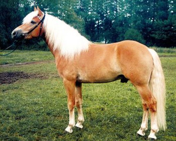 stallion Stegerwald (Haflinger, 1993, from Stegmann)