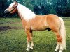 stallion Stegerwald (Haflinger, 1993, from Stegmann)
