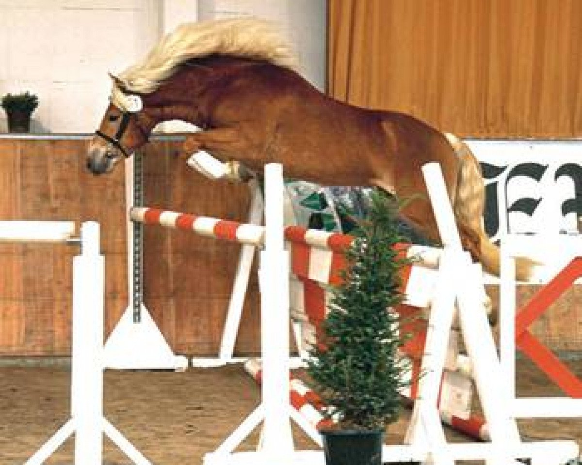 Deckhengst Steeger (Haflinger, 2001, von Stegerwald)