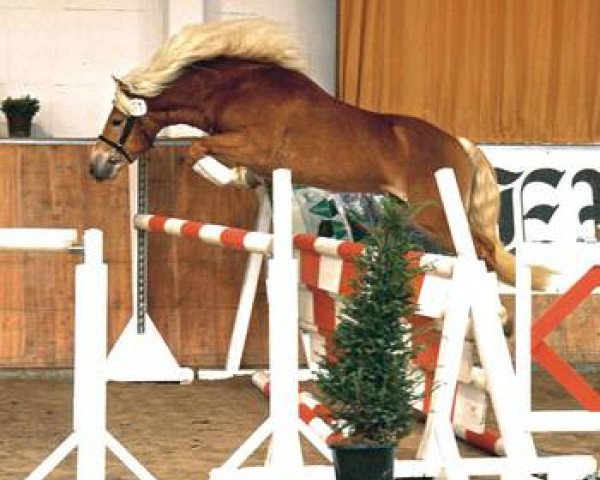 stallion Steeger (Haflinger, 2001, from Stegerwald)