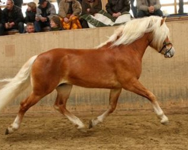 stallion Standard-Rubin (Haflinger, 2006, from Standard)