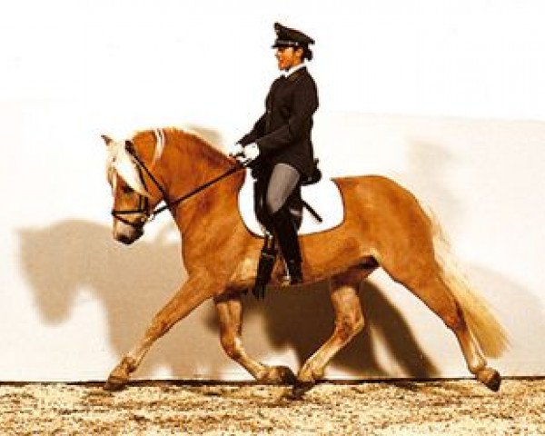 stallion Argentino (Haflinger, 2001, from Abendstern)