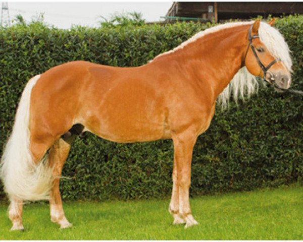 stallion Arachon II (Haflinger, 2003, from Abendstern)