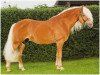 stallion Arachon II (Haflinger, 2003, from Abendstern)