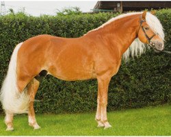 stallion Arachon II (Haflinger, 2003, from Abendstern)