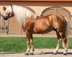 Deckhengst Anis (Haflinger, 2001, von Amsterdam)