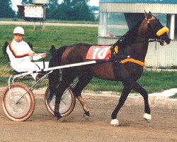 stallion Leibzwerg (DE) (German trotters, 1968, from Faust II (FR))