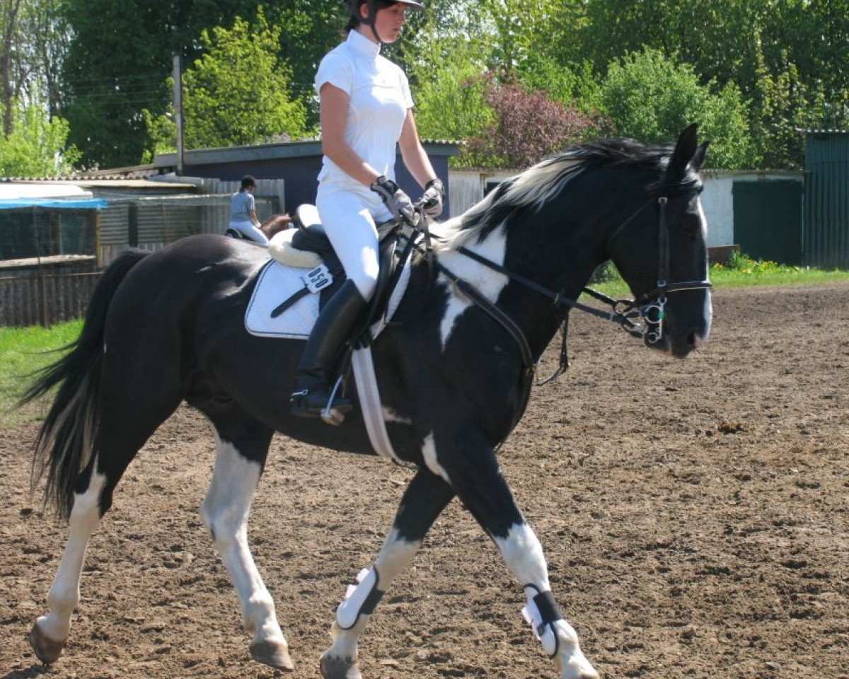 stallion Dzahan (Polish Warmblood, 1996, from Dzahangir)