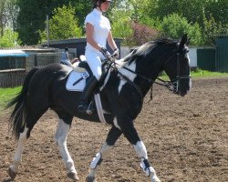 stallion Dzahan (Polish Warmblood, 1996, from Dzahangir)