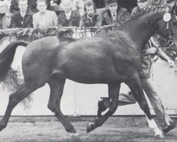 stallion Landmeister (Holsteiner, 1974, from Liguster)