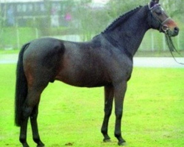 stallion Lavall II (Holsteiner, 1987, from Landgraf I)