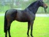 stallion Lavall II (Holsteiner, 1987, from Landgraf I)
