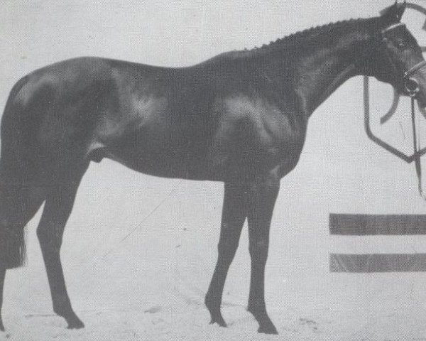 stallion Schampus xx (Thoroughbred, 1982, from Julio Mariner xx)
