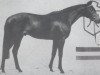 stallion Schampus xx (Thoroughbred, 1982, from Julio Mariner xx)
