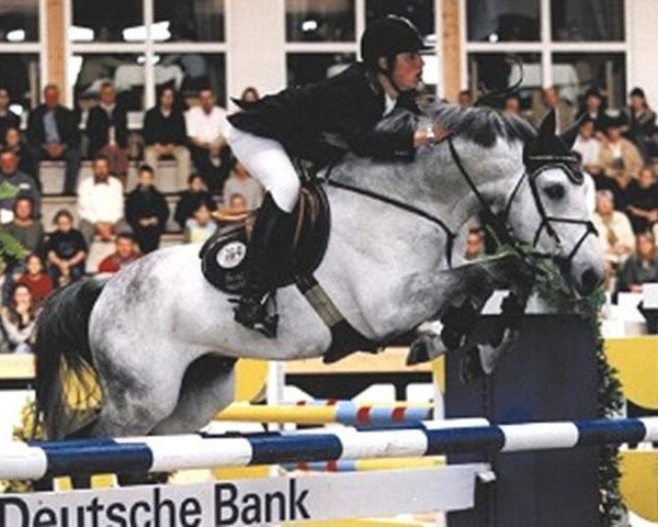 stallion Samos (Holsteiner, 1990, from Schampus xx)