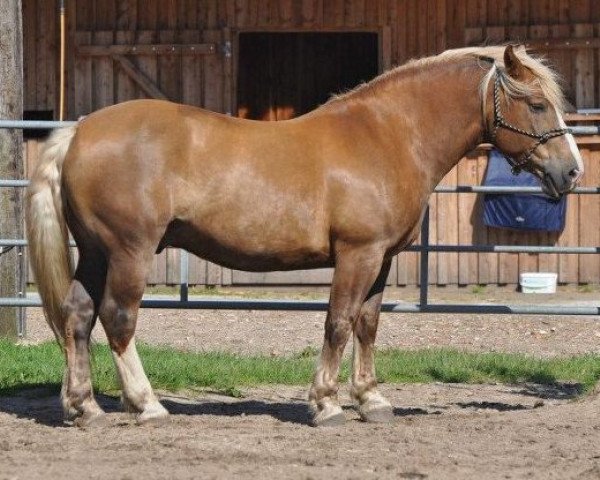 horse Sir Quickly (South German draft horse, 2002, from Schitan)