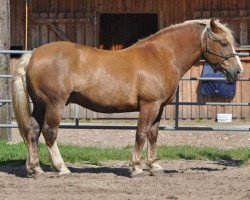 horse Sir Quickly (South German draft horse, 2002, from Schitan)