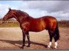 stallion Saluut (Holsteiner, 1976, from Ronald)