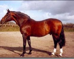 stallion Saluut (Holsteiner, 1976, from Ronald)