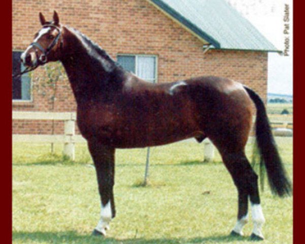 stallion Salute (Dutch Warmblood, 1986, from Saluut)