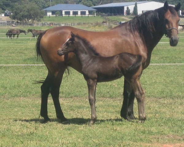 broodmare Socialite (KWPN (Royal Dutch Sporthorse),  , from Salute)