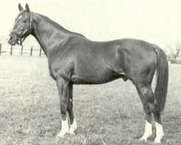 stallion Mourne xx (Thoroughbred, 1954, from Vieux Manoir xx)